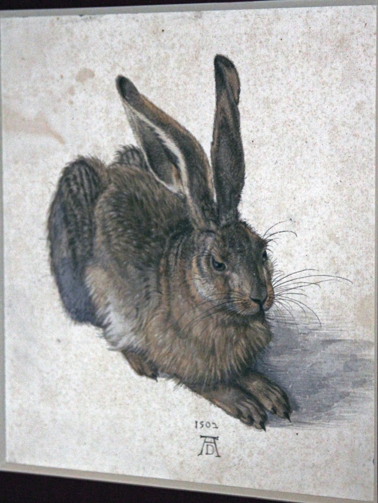 Hare, Albrecht Dürer (1502)